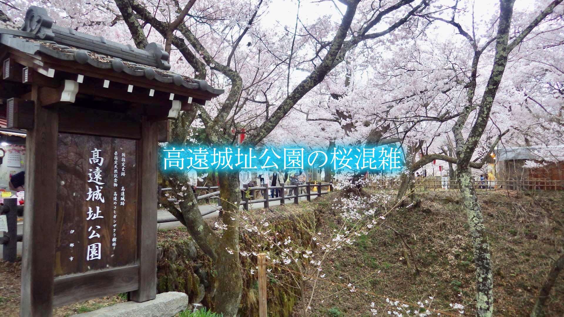 高遠城址公園　桜　混雑
